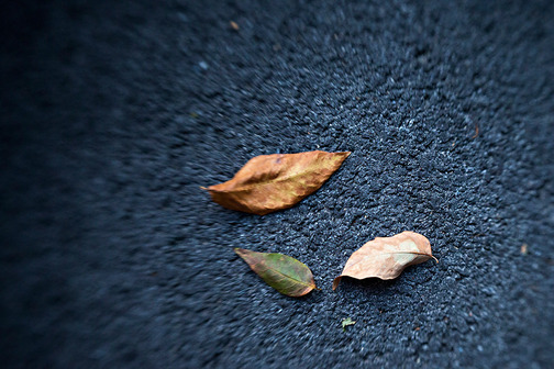 Объектив Lensbaby Spark 5.6/50мм Объектив Lensbaby Spark 5.6/50мм